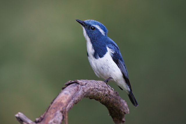 Ultramarine Flycatcher ML626122295