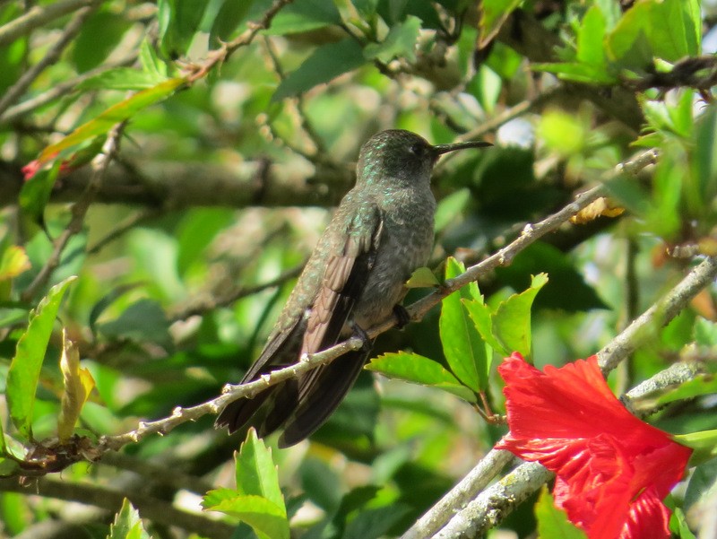Sombre Hummingbird - ML62612291