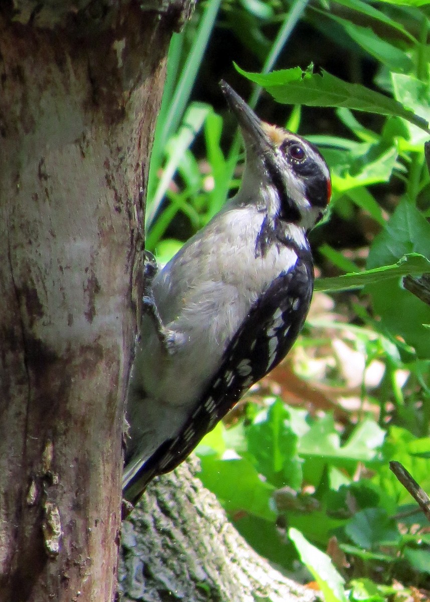 Hairy Woodpecker - Vinod Babu