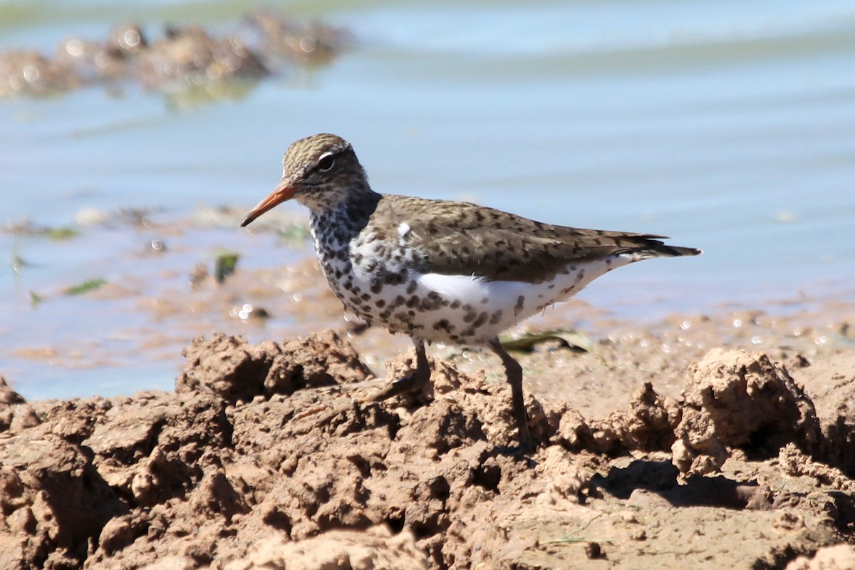 Spotted Sandpiper - Helen Baines