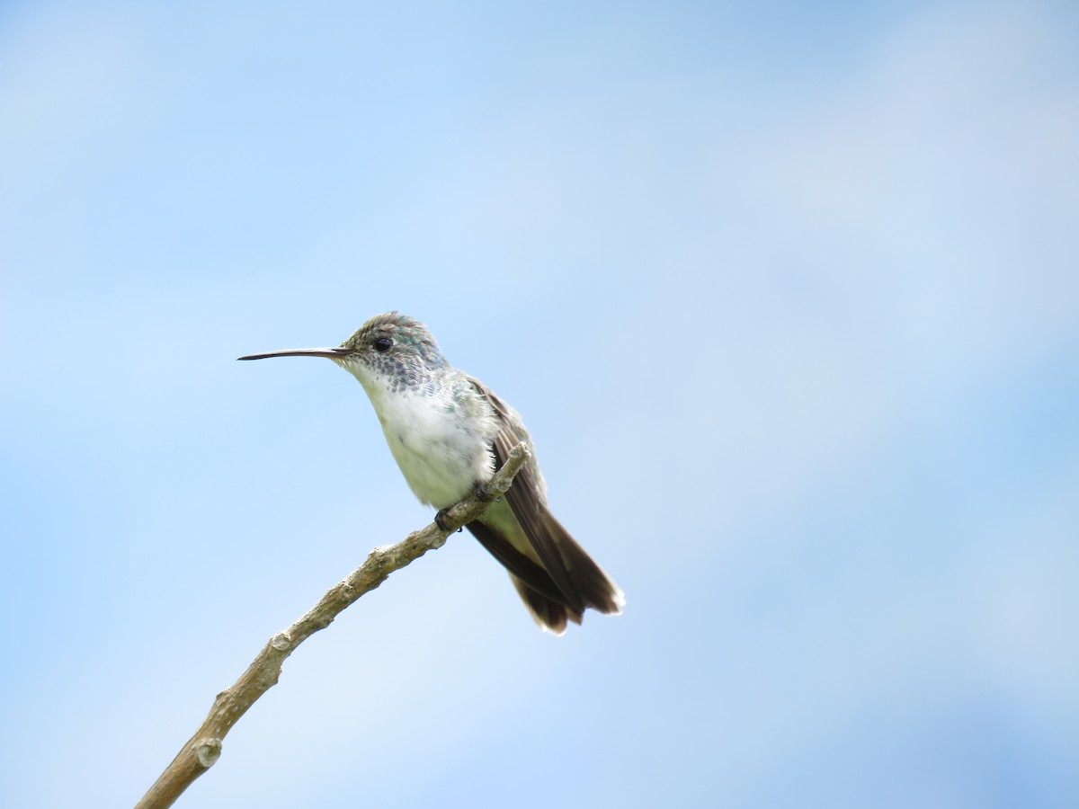 kolibřík andský - ML62614951