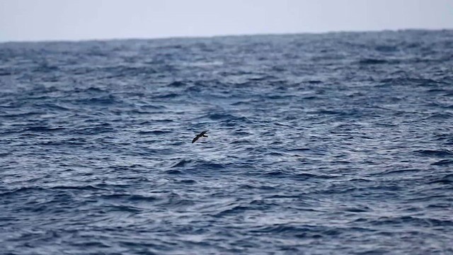  - Sargasso Shearwater