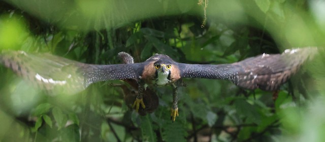 Ornate Hawk-Eagle ML626152113