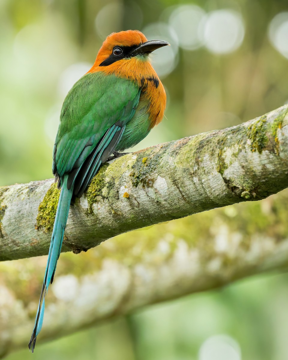 ヒロハシハチクイモドキ（platyrhynchum グループ） - eBird