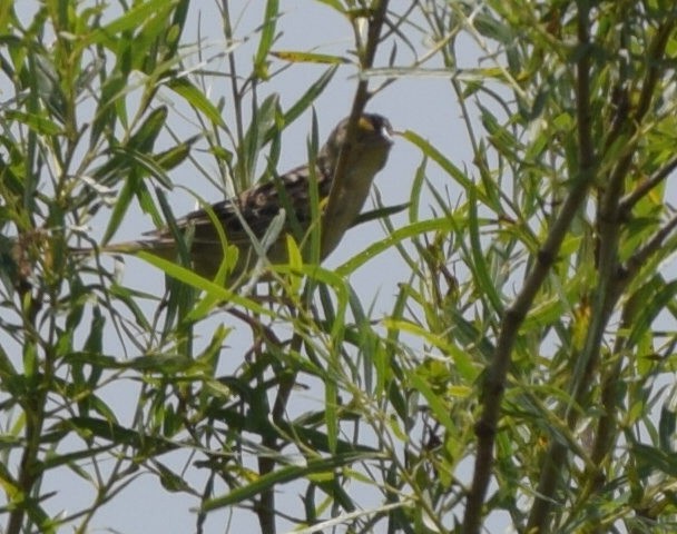 Grasshopper Sparrow - Austin Broadwater