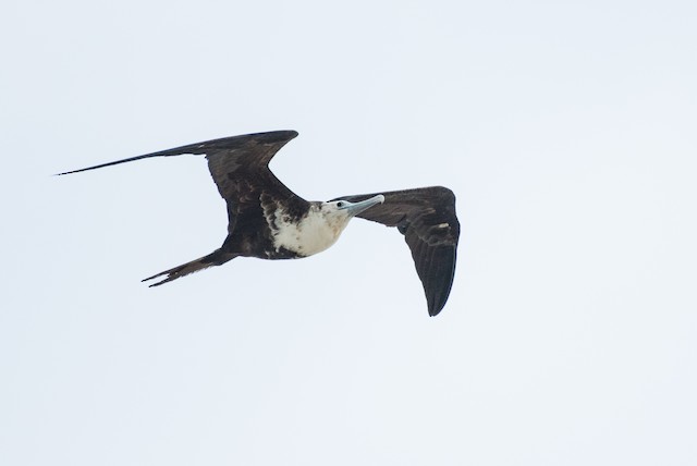 Magnificent Frigatebird