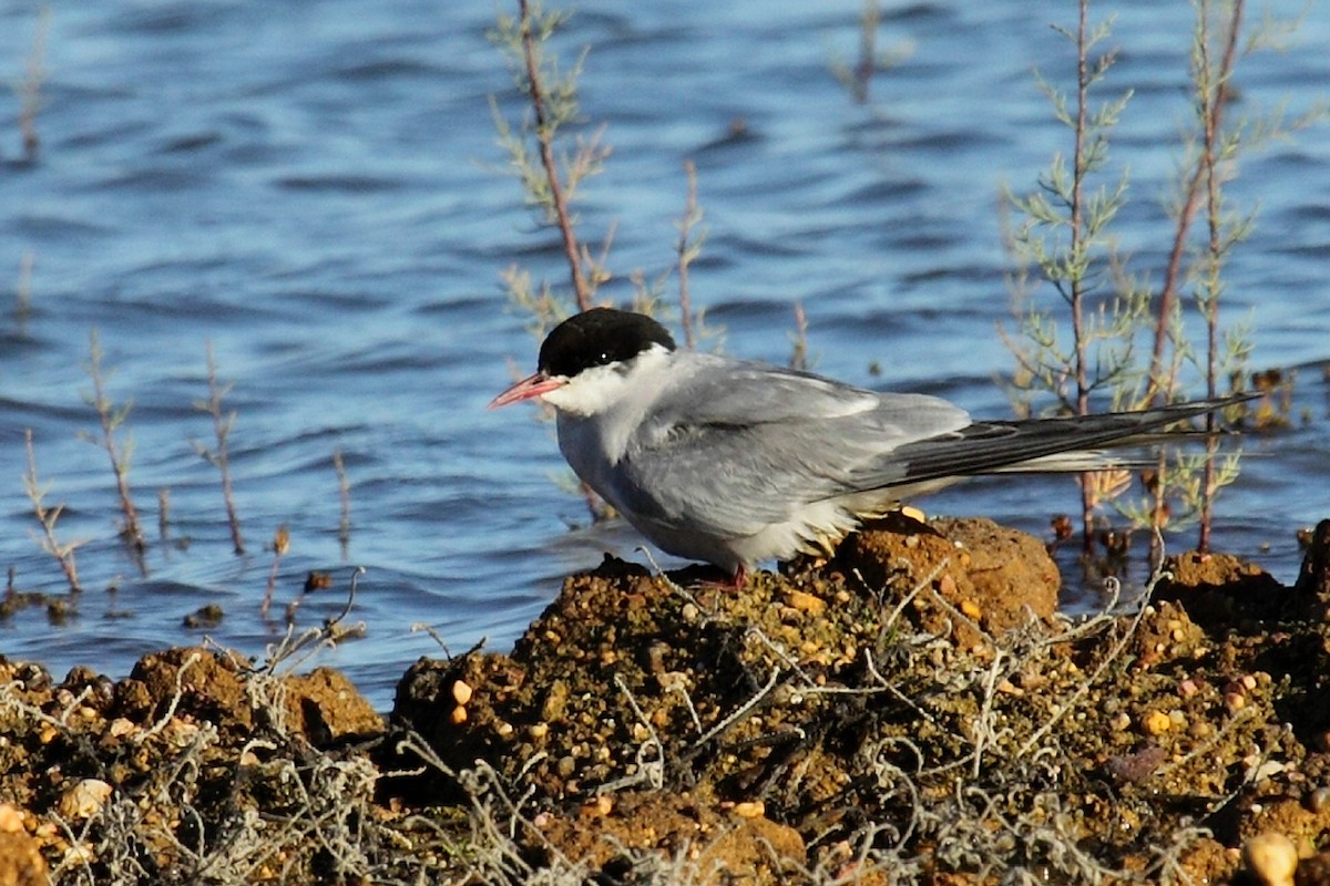 Arctic Tern - ML62618661