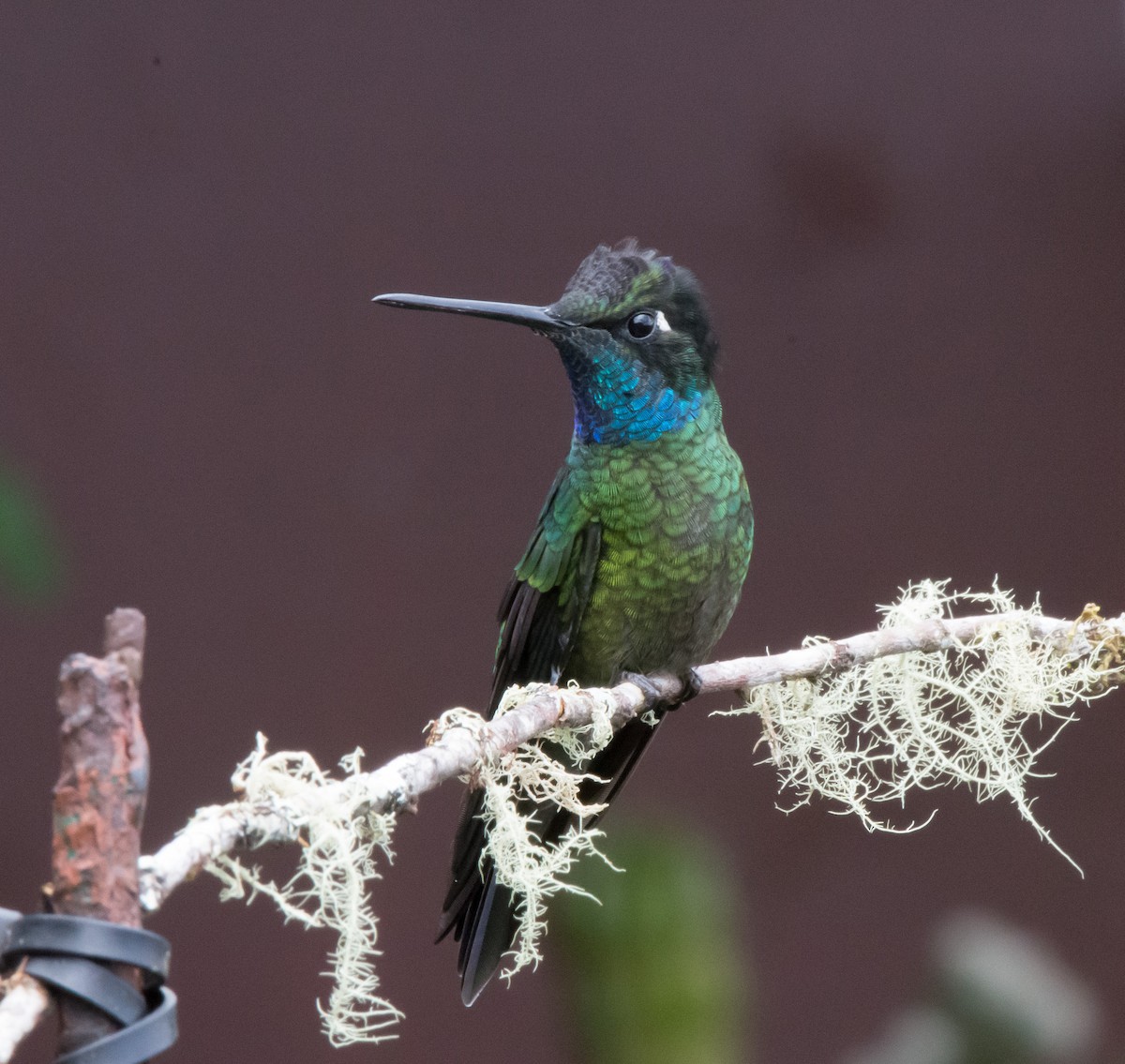 Talamanca Hummingbird - Gordon Karre