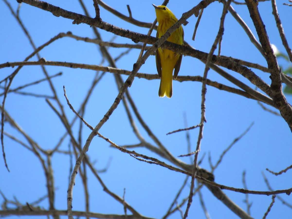 Yellow Warbler - ML62619711