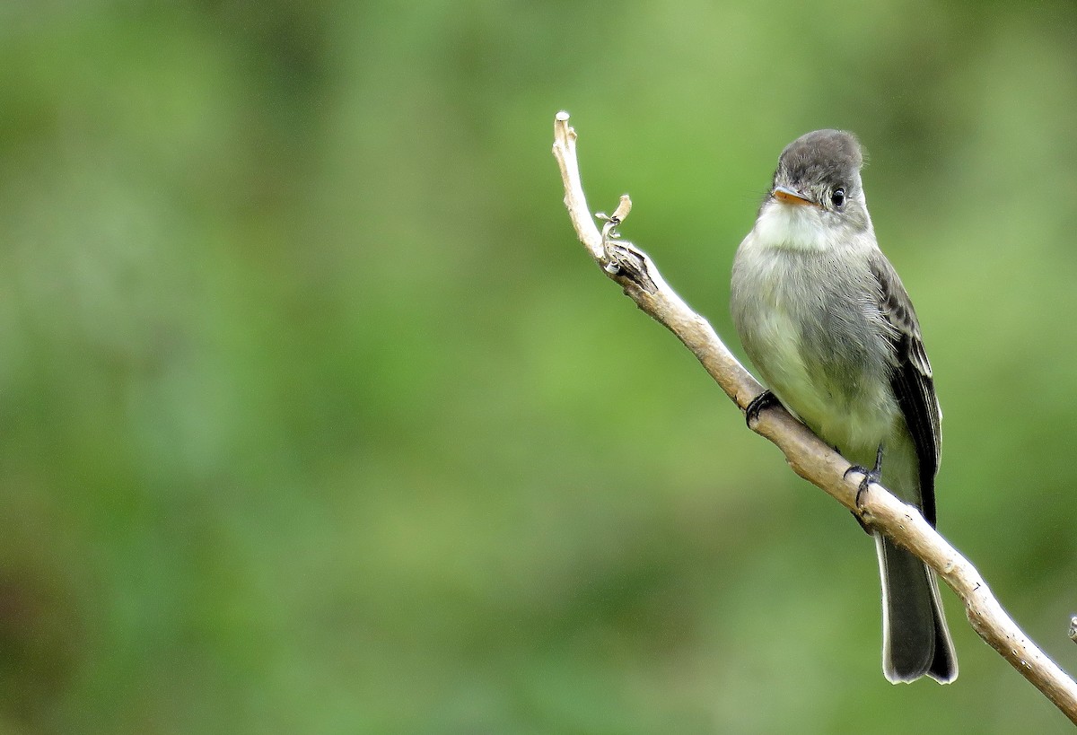 Tumbes Pewee - Manuel Roncal Inca Finch