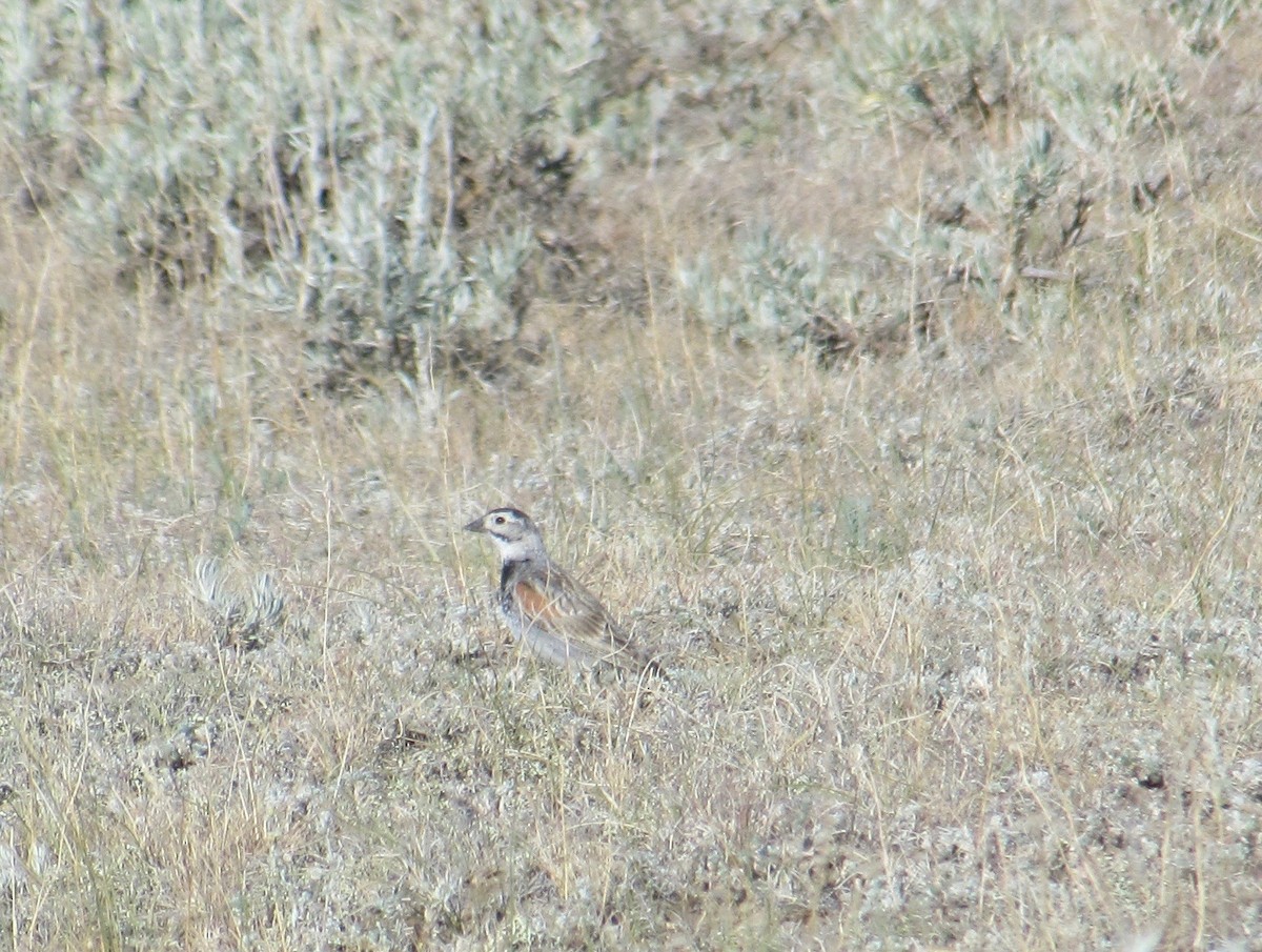 Thick-billed Longspur - ML62621161
