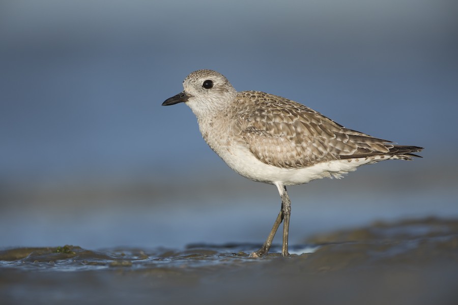 Black-bellied Plover