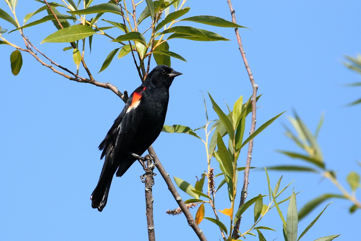Red-winged Blackbird - ML62623281
