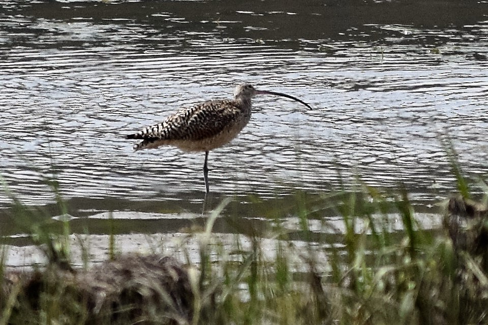 Long-billed Curlew - ML62623931