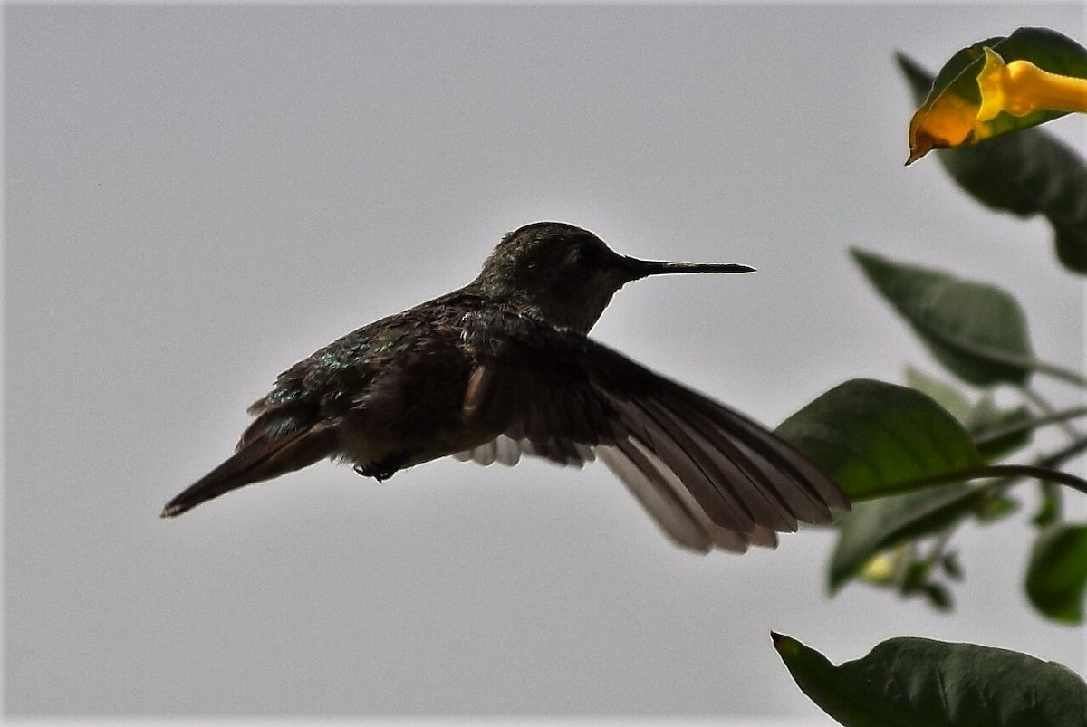 Anna's Hummingbird - Matthew Echaniz
