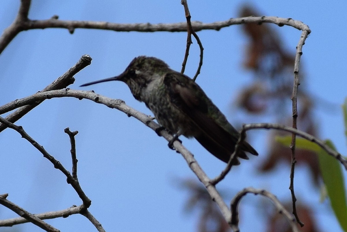 Anna's Hummingbird - ML62624091