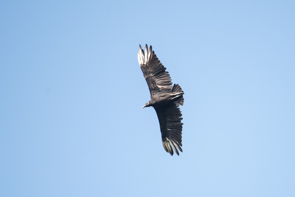 Black Vulture - Adam Jackson