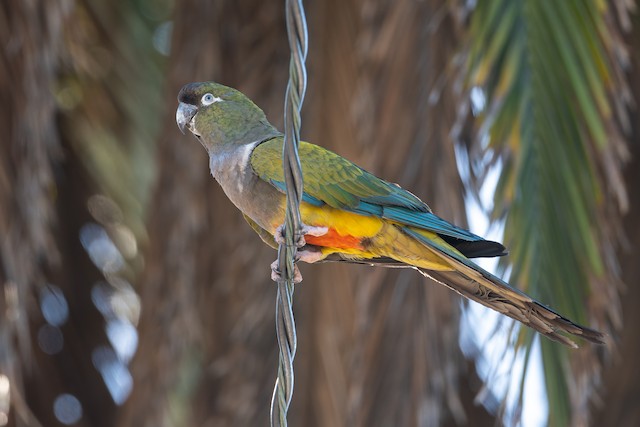 Burrowing Parakeet