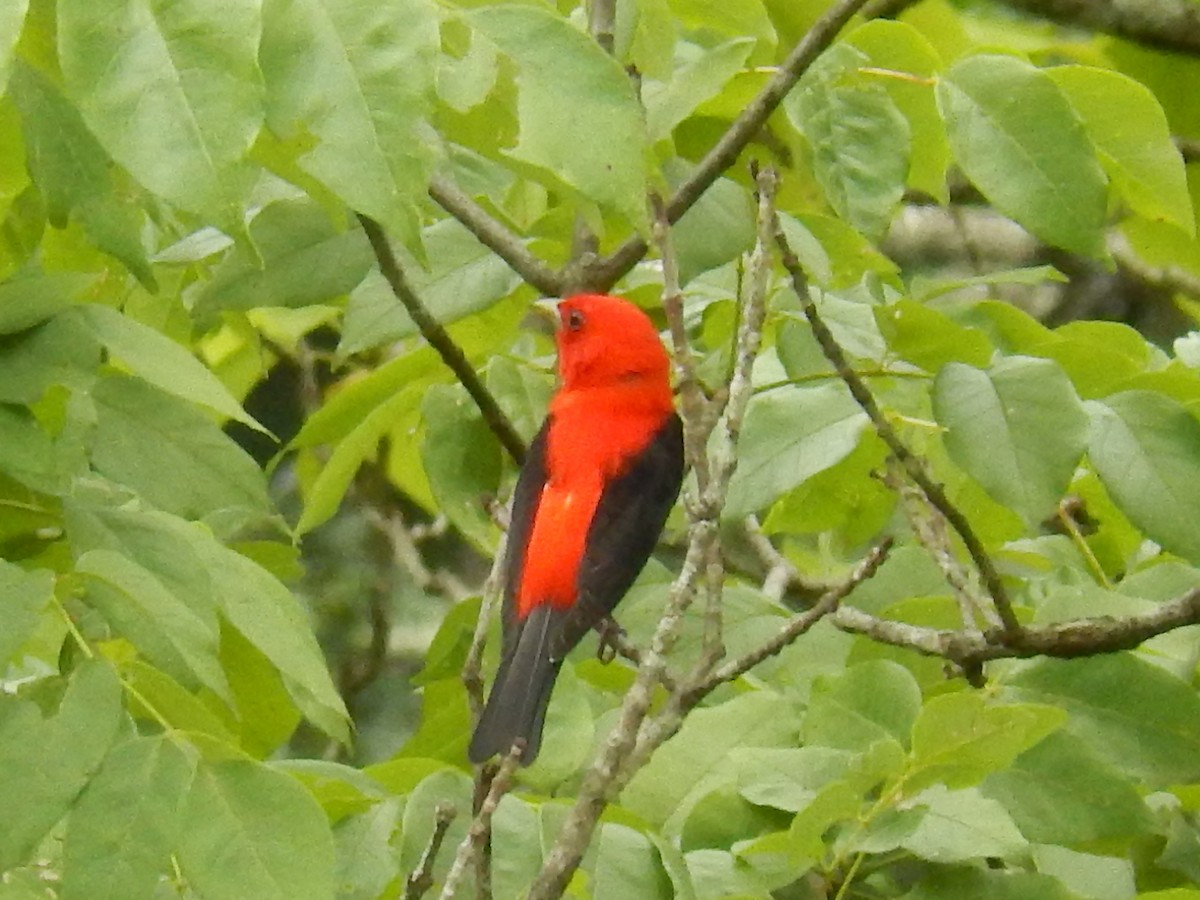Scarlet Tanager - ML62625171