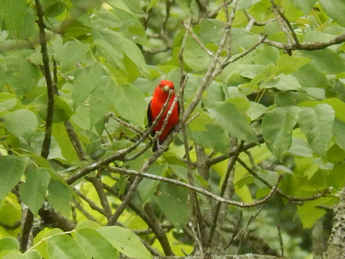 Scarlet Tanager - Ted 🦃