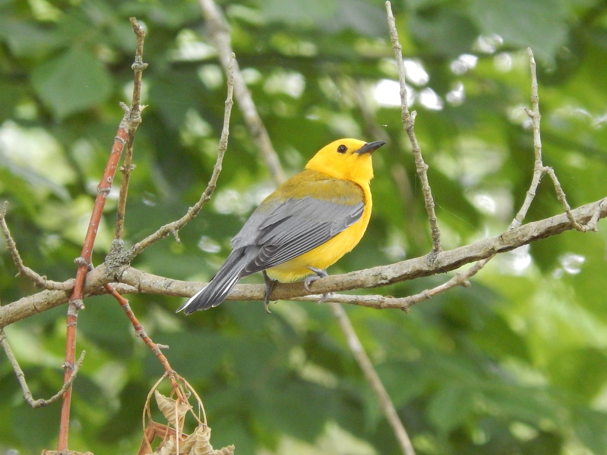 Prothonotary Warbler - Ted 🦃 Miller