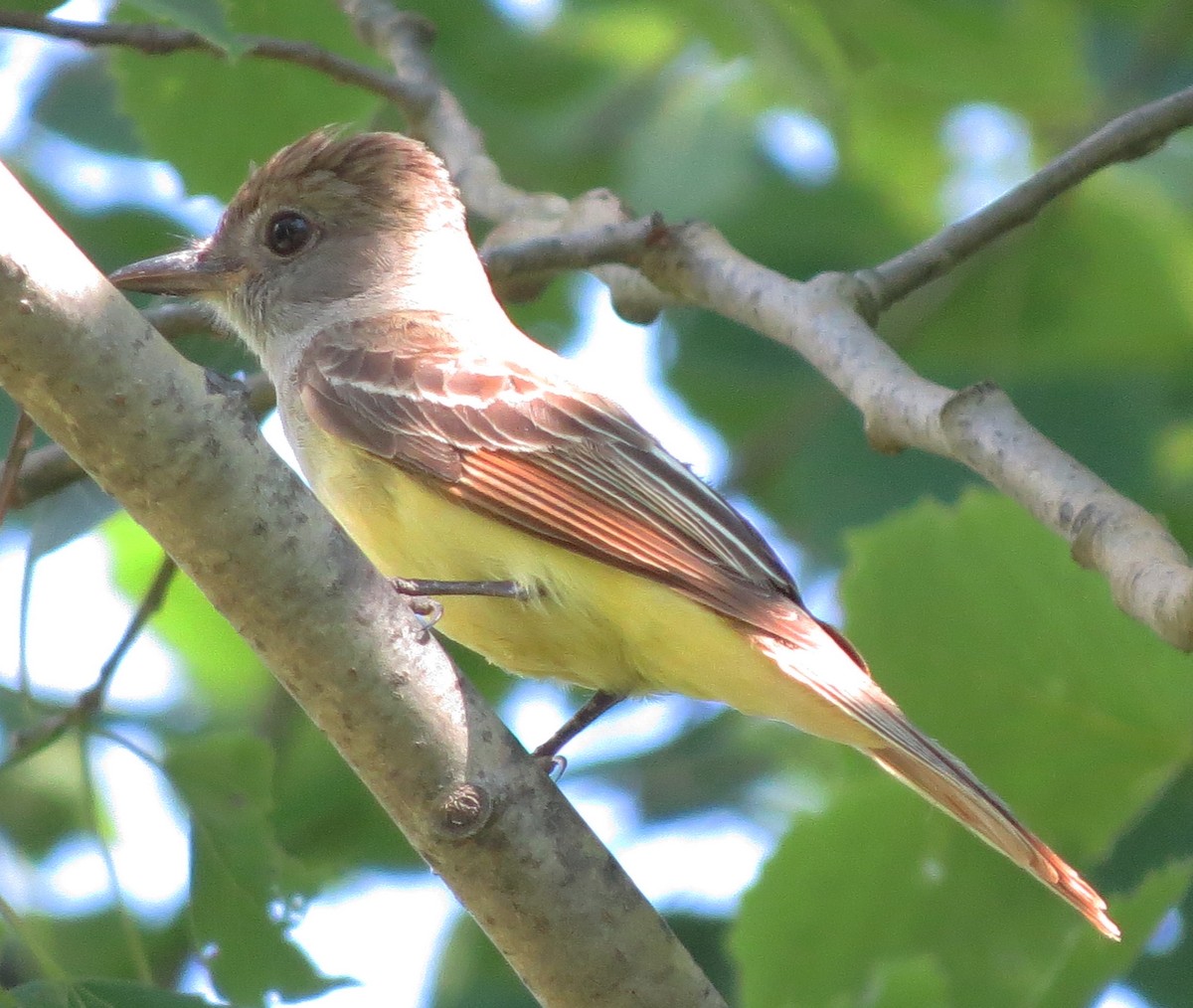Great Crested Flycatcher - Amy Lawes