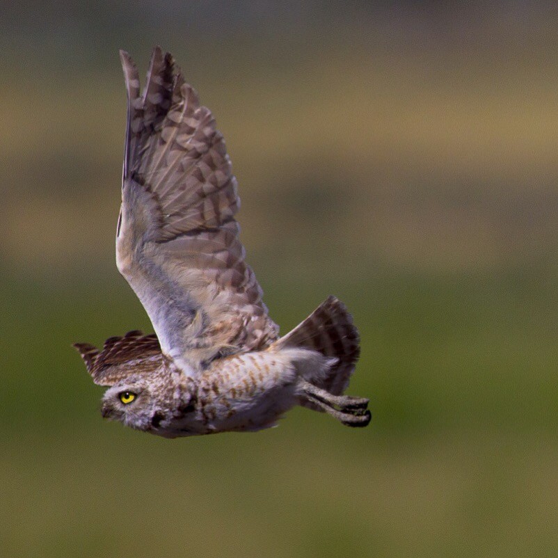 Burrowing Owl - Micah Silver