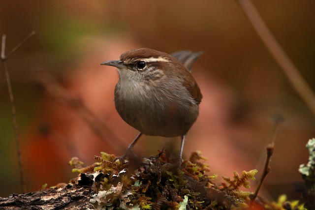 Bewick's Wren ML626313205