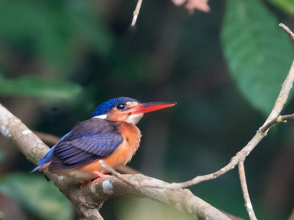 Blue-eared Kingfisher - Leslie Loh