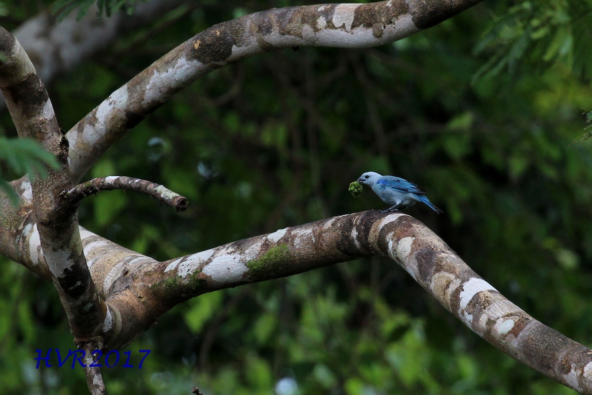 Blue-gray Tanager - ML62634651