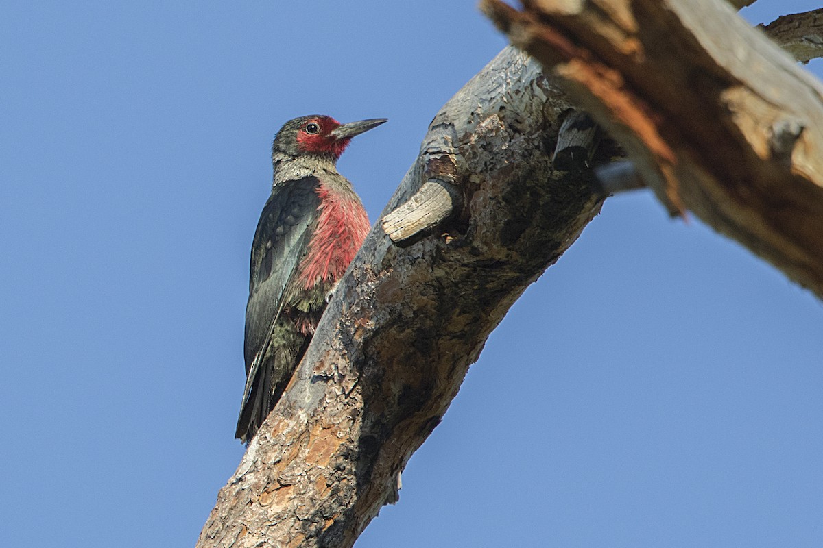 Lewis's Woodpecker - ML62635821