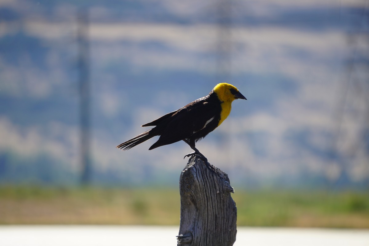Yellow-headed Blackbird - Logan Knaphus