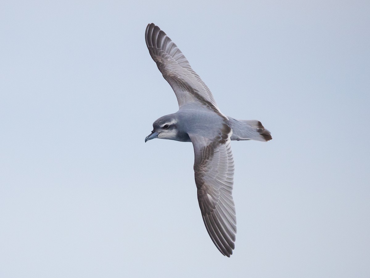 Antarctic Prion - Pachyptila desolata - Birds of the World