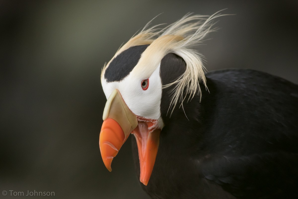 Tufted Puffin - ML62642551