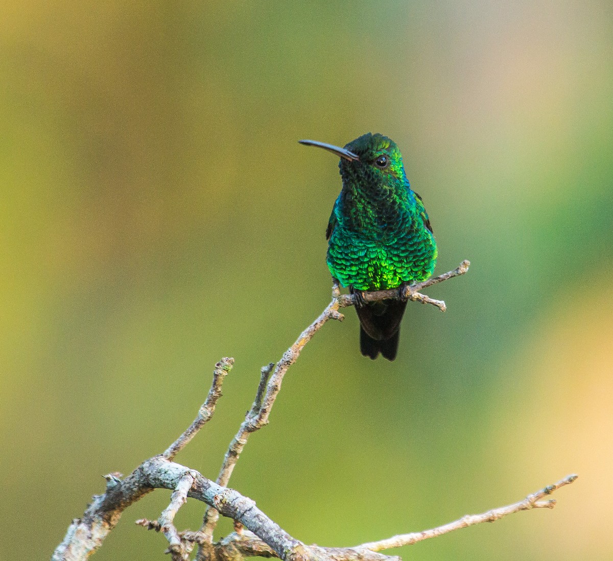 Shining-green Hummingbird - Carlos Siegert