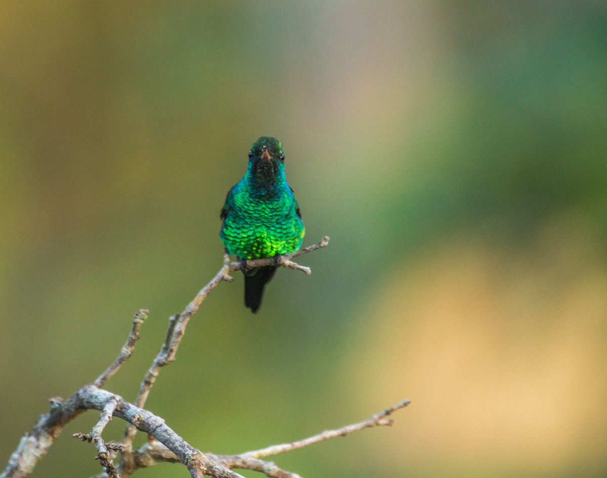 Shining-green Hummingbird - ML62643821