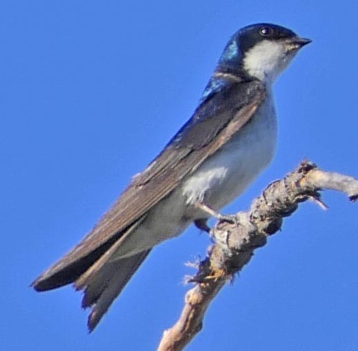 Tree Swallow - lynda fenneman