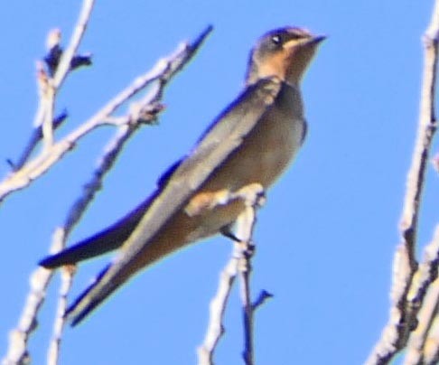 Barn Swallow - lynda fenneman