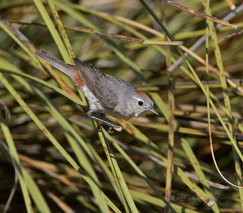 Lucy's Warbler - ML62645081