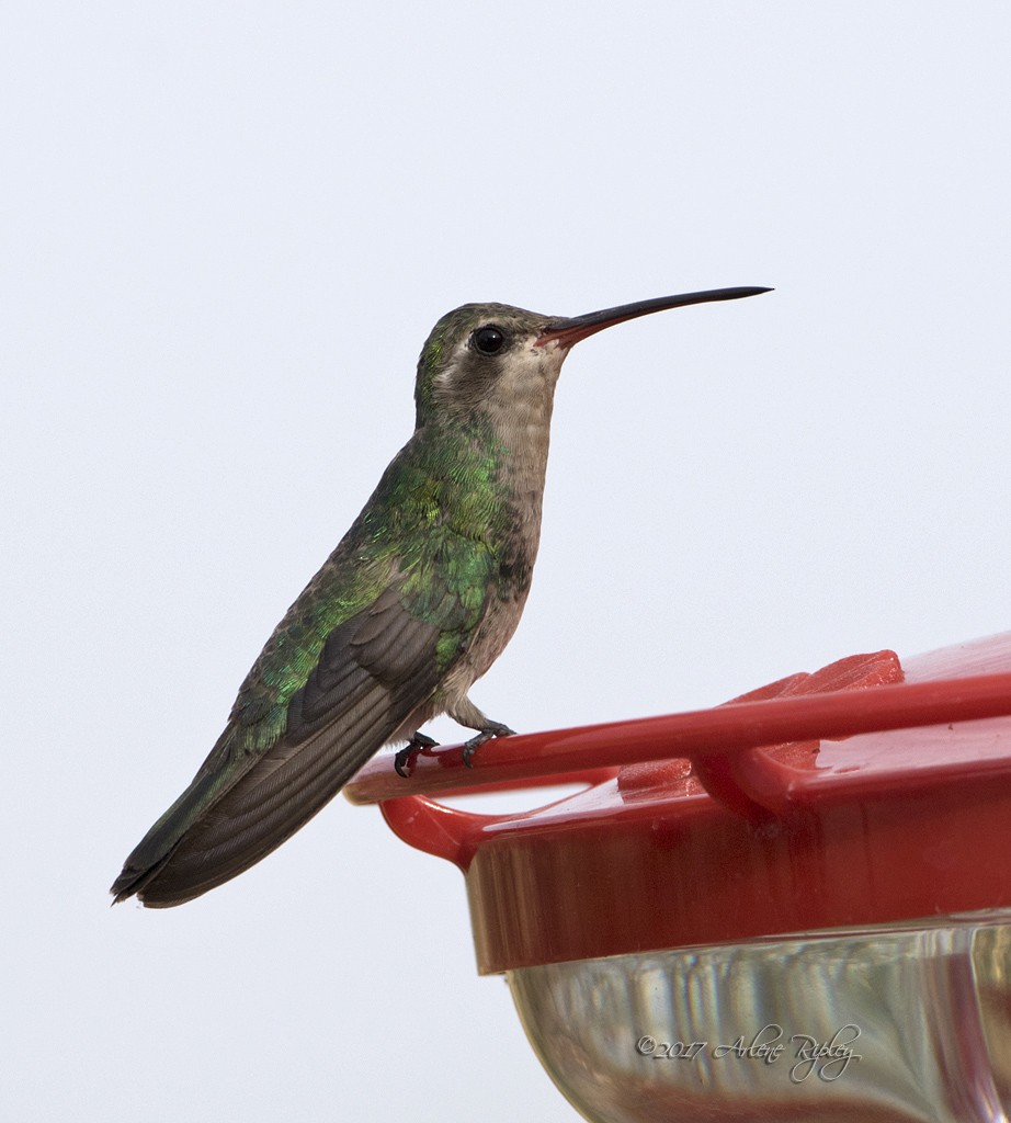 Broad-billed Hummingbird - ML62645151