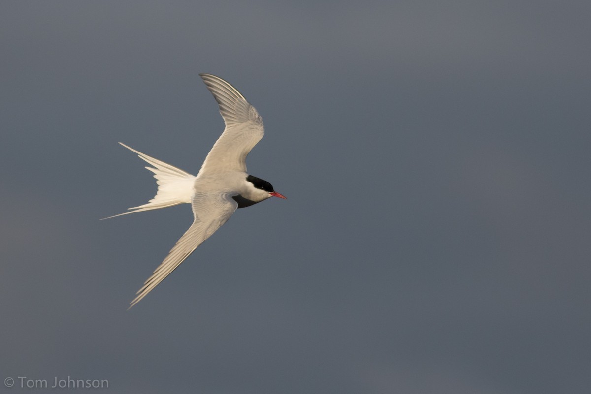 Arctic Tern - ML62645261