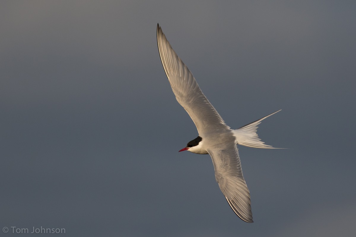 Arctic Tern - Tom Johnson