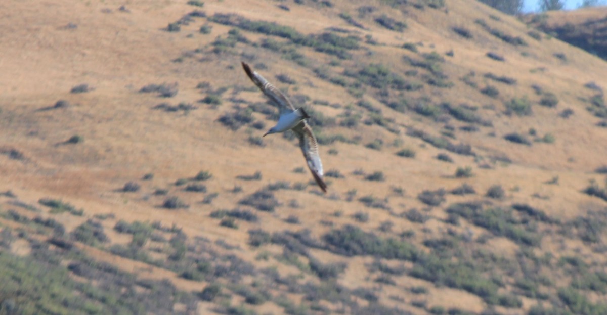 Калифорнийская чайка - ML62648191