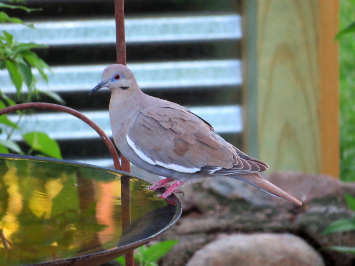 White-winged Dove - ML62648311