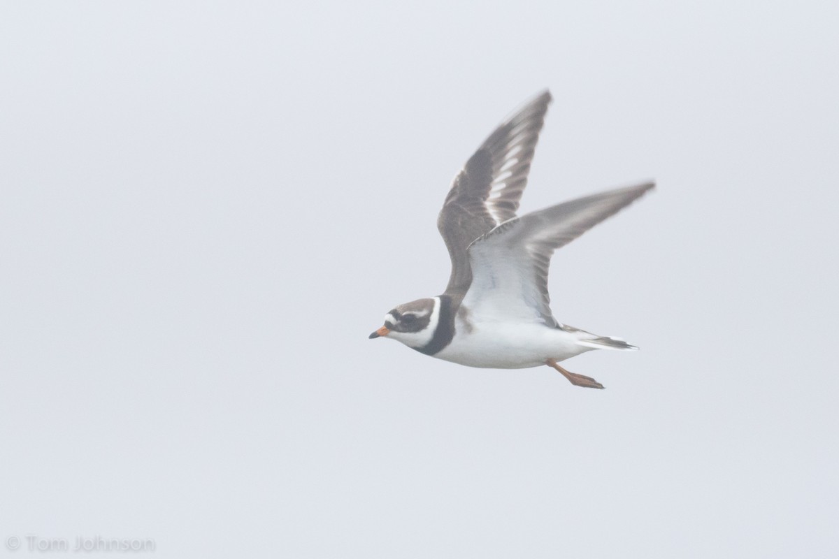 Common Ringed Plover - ML62648801