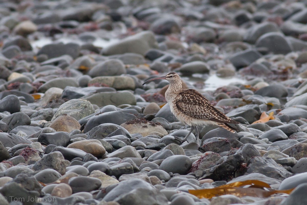 Bristle-thighed Curlew - Tom Johnson