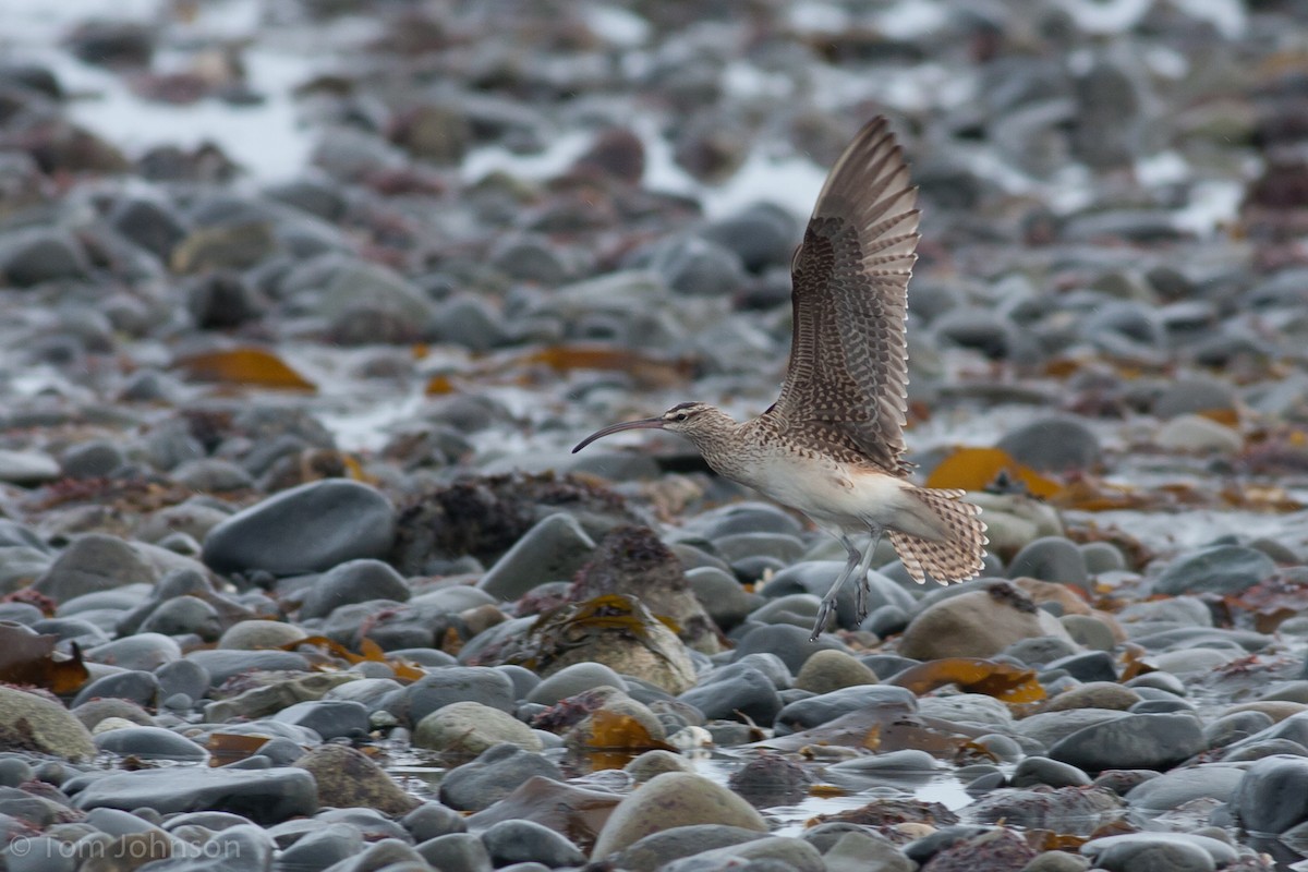 Bristle-thighed Curlew - ML62650701
