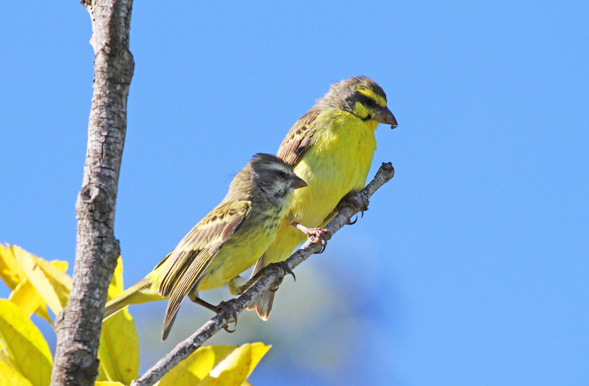 Yellow-fronted Canary - ML62650781