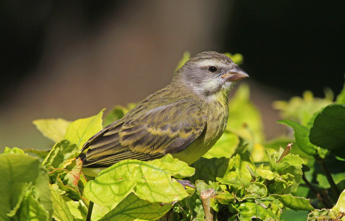 Yellow-fronted Canary - Paul Lewis