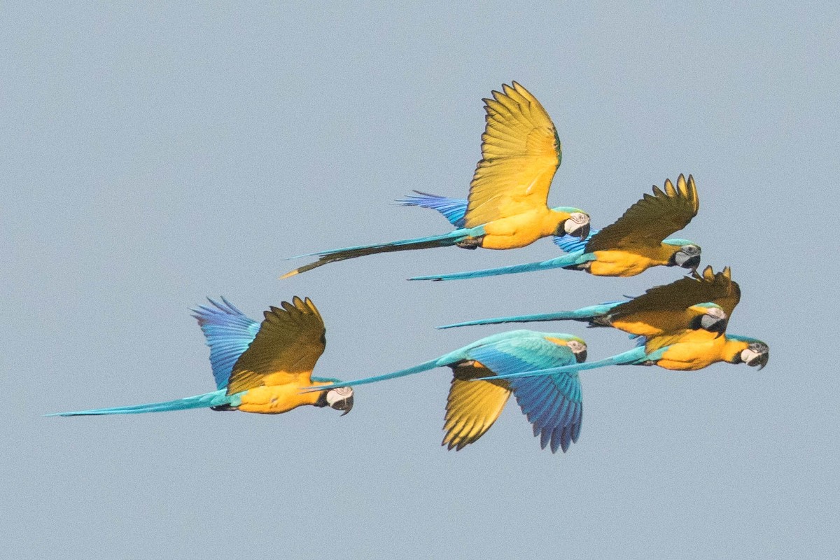 Blue-and-yellow Macaw - Eric VanderWerf
